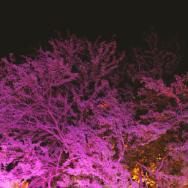 Trees + Lights (Jetsam Jam at Flotsam and Jetsam La Union, Nov 2016)